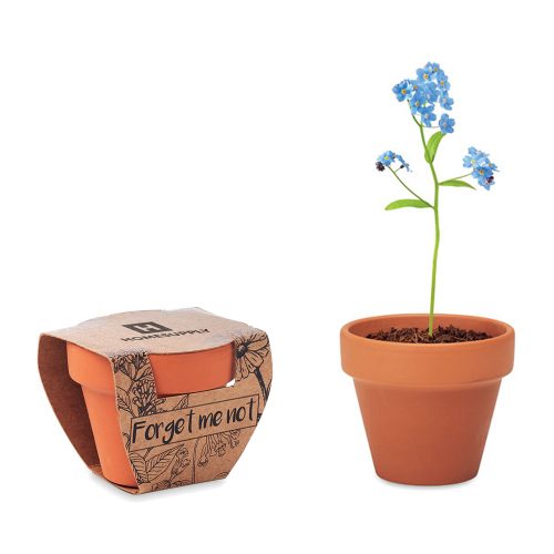 Terracotta Pot With Forget Me Not Seeds Main