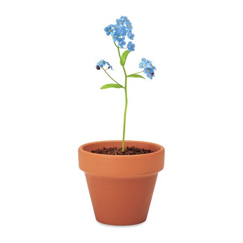 Terracotta Pot With Forget Me Not Seeds View 3